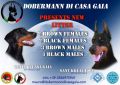 VENDO Dobermann cuccioli